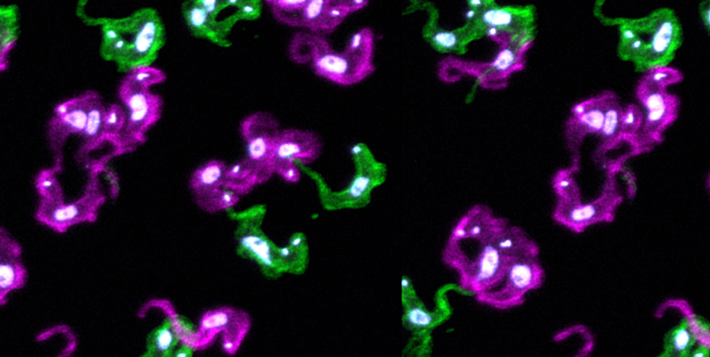 How does gene expression affect parasite success? WCAIR