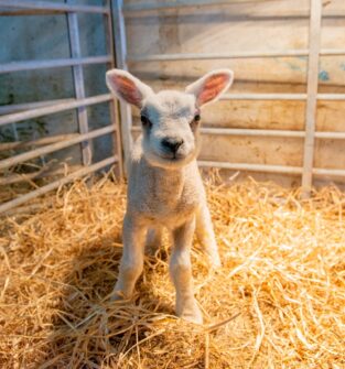 Newton Farm Tours, near Forfar