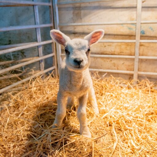 Newton Farm Tours, near Forfar