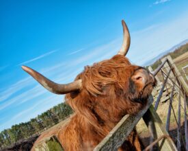 Newton Farm Tours, near Forfar