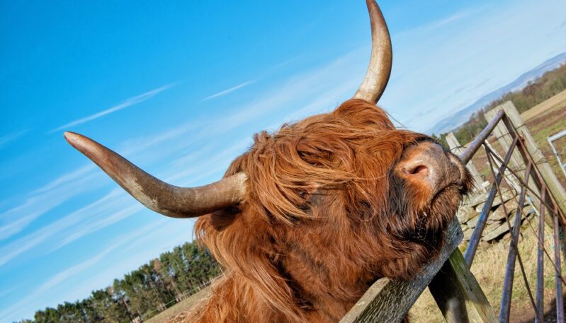 Newton Farm Tours, near Forfar