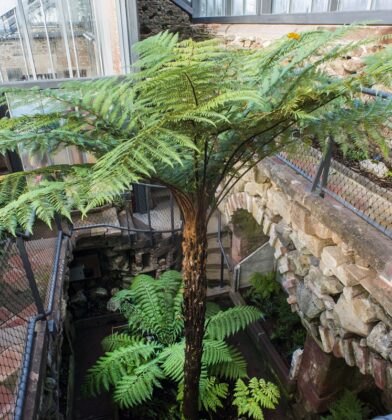 Hospitalfield House fernery, Arbroath