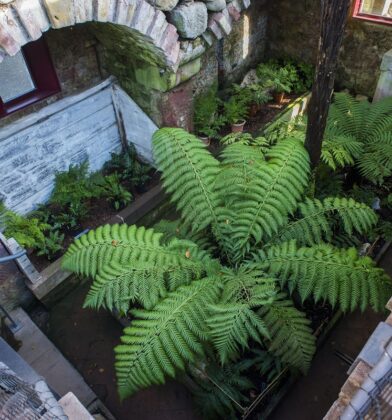 Hospitalfield House fernery, Arbroath