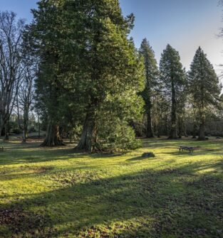 Crombie Country Park, near Monifieth