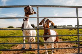 Newton Farm Tours, near Forfar
