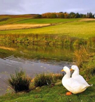 Peel Farm Nature Trail, near Kirriemuir