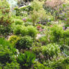 Scotland’s Gardens Scheme – Inchmill Cottage