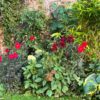 Scotland’s Gardens Scheme – Airlie Castle Gardens