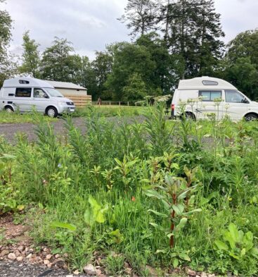 A slightly low-angle outdoor shot showing two campervans or motorhomes parked in a grassy, partially gravel area. In the foreground, there is a dense patch of weeds, wildflowers, and grass. Two high-top vans are visible in the background: one light gray/silver on the left and one white on the right. A wooden fence and trees form the boundary of the parking area, suggesting a dedicated stopover or aire.