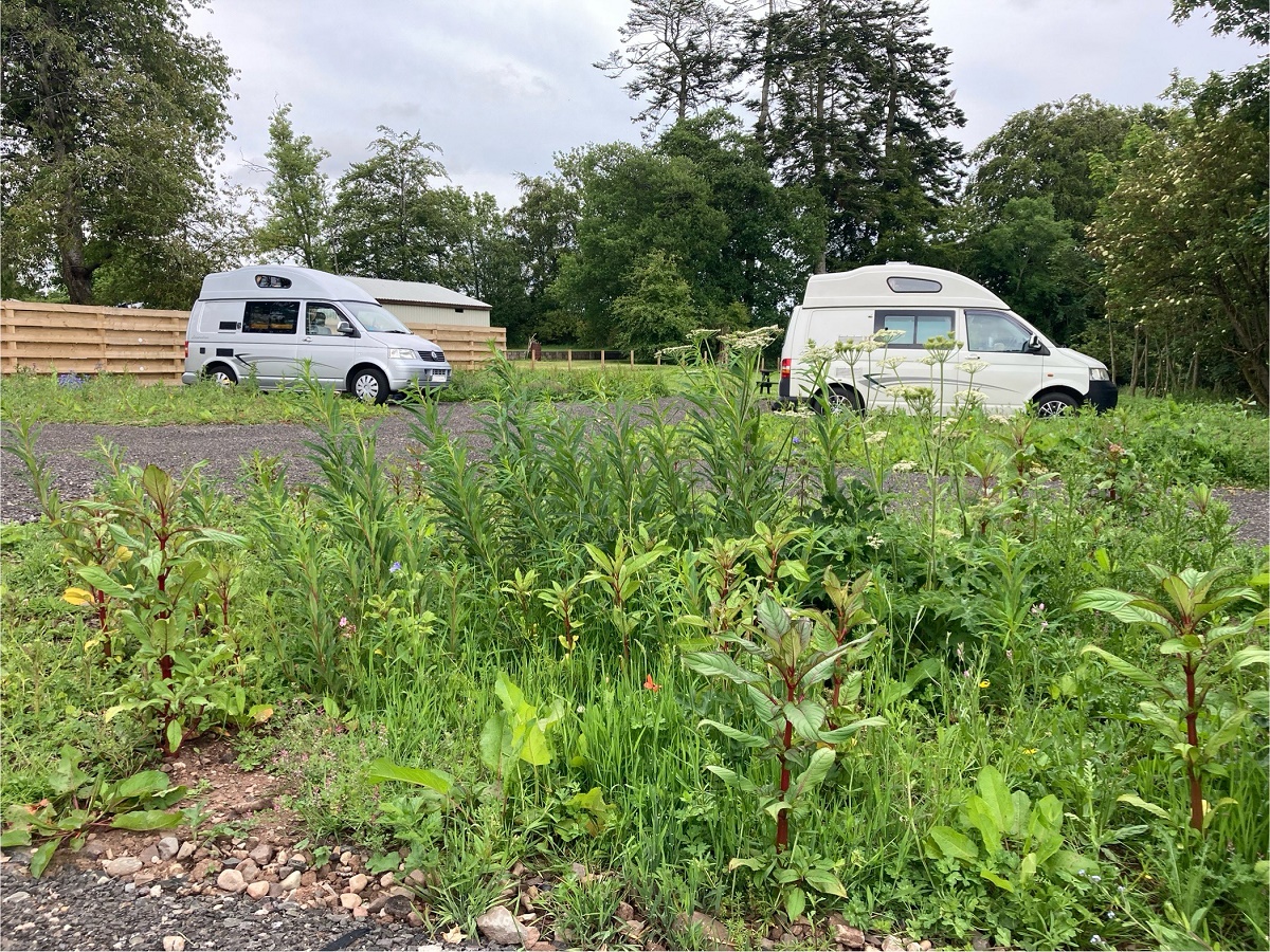 A slightly low-angle outdoor shot showing two campervans or motorhomes parked in a grassy, partially gravel area. In the foreground, there is a dense patch of weeds, wildflowers, and grass. Two high-top vans are visible in the background: one light gray/silver on the left and one white on the right. A wooden fence and trees form the boundary of the parking area, suggesting a dedicated stopover or aire.
