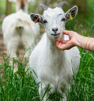Goat at East Scryne Fruit Farm