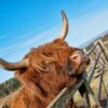 Highland Cow at Newton Farm, Forfar, Angus, Scotland