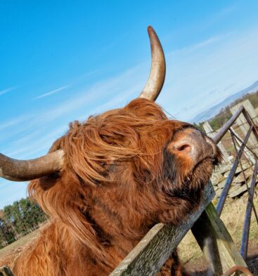 Highland Cow at Newton Farm, Forfar, Angus, Scotland