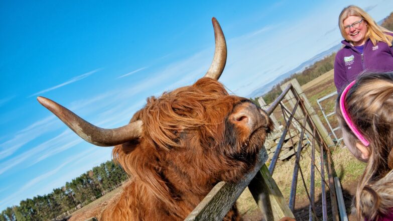 Highland Cow at Newton Farm, Forfar, Angus, Scotland
