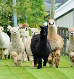 Balnuith Alpacas