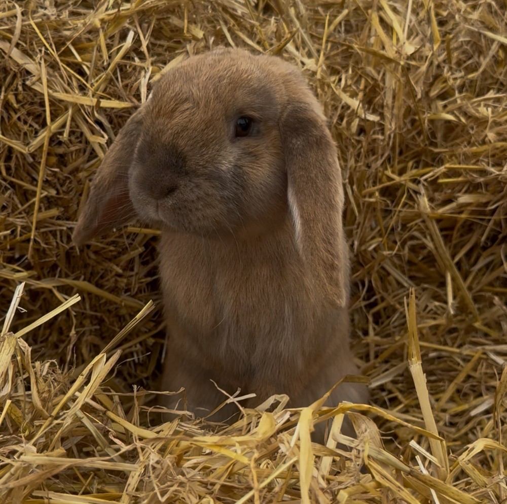 Animal Encounters Summer Series at Upper Dysart, Montrose