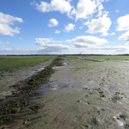 Journey To The Centre Of The Mud at Montrose Basin