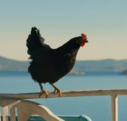A black chicken with a bright red comb stands perched on a white railing or chair back. In the background, a calm blue sea stretches toward distant, hazy hills under a clear sky.