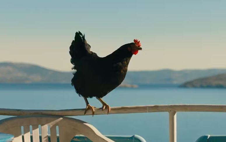 A black chicken with a bright red comb stands perched on a white railing or chair back. In the background, a calm blue sea stretches toward distant, hazy hills under a clear sky.