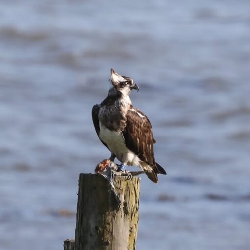 Osprey Evening at Montrose Basin