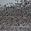 A vast flock of geese is shown in the image, with many birds taking flight. Some of the geese are on the water and mudflats, while hundreds are in the air in a dense cluster. The sky in the background is gray.