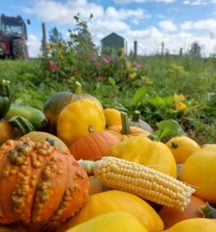 A low-angle photo of a large pile of gourds, pumpkins, and squashes in various shades of yellow, orange, and green. An ear of corn is lying horizontally in the center of the pile. In the blurred background, there's a field with colorful flowers, a small wooden building, and a green tractor. The sky is blue with fluffy white clouds.