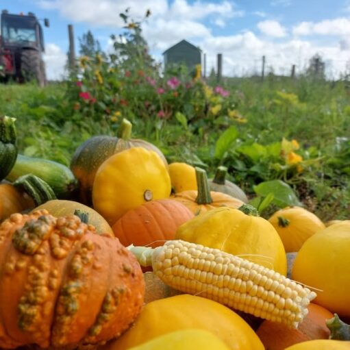 A low-angle photo of a large pile of gourds, pumpkins, and squashes in various shades of yellow, orange, and green. An ear of corn is lying horizontally in the center of the pile. In the blurred background, there's a field with colorful flowers, a small wooden building, and a green tractor. The sky is blue with fluffy white clouds.