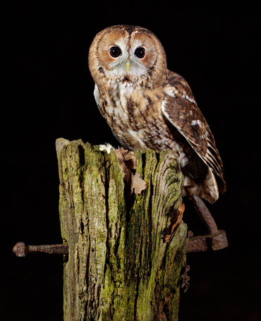 A Tawny owl perched on an old, weathered wooden post against a dark background. The owl has large, round black eyes, a light-colored face, and mottled brown, white, and black feathers. It is looking directly at the camera.