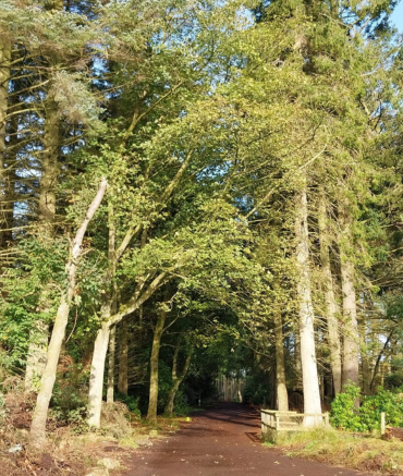 A dirt path winds through a dense woodland. The path is muddy, and a small wooden bench is visible to the right. Tall pine trees with straight trunks and lush green leaves create a tunnel effect over the path, with sunlight filtering through the canopy.