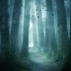 A digitally enhanced, atmospheric image of a dark and misty forest. A narrow path winds between tall, mossy trees, leading toward a bright, foggy light in the distance. A flock of dark birds flies above the path, and a faint blue glow illuminates the fog. The overall mood is mysterious and serene.