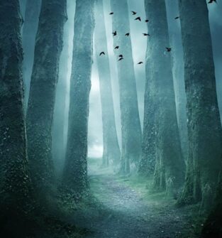 A digitally enhanced, atmospheric image of a dark and misty forest. A narrow path winds between tall, mossy trees, leading toward a bright, foggy light in the distance. A flock of dark birds flies above the path, and a faint blue glow illuminates the fog. The overall mood is mysterious and serene.