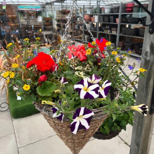 A colorful hanging basket overflowing with a mix of flowers, including red geraniums, yellow bidens, and purple and white petunias. The basket hangs from a metal chain against a blurry background of a garden center with various plants and pottery on shelves.