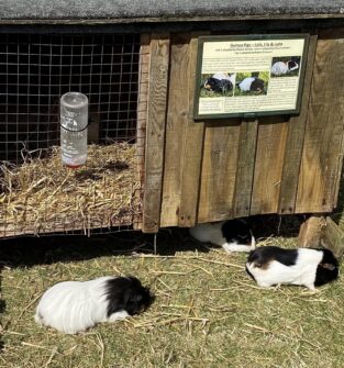 Three guinea pigs, two black and white and one mostly white, are resting on the grass in front of a wooden hutch with a wire-mesh enclosure. A water bottle is visible inside the enclosure. A small sign on the side of the hutch identifies the guinea pigs as Lola, Lily, and Luna. The scene is set outdoors on a sunny day.