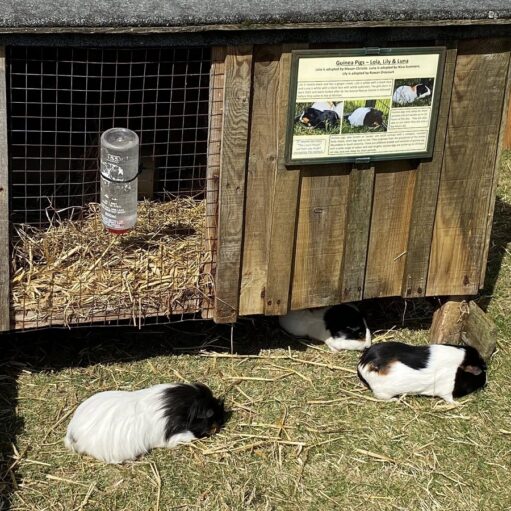 Three guinea pigs, two black and white and one mostly white, are resting on the grass in front of a wooden hutch with a wire-mesh enclosure. A water bottle is visible inside the enclosure. A small sign on the side of the hutch identifies the guinea pigs as Lola, Lily, and Luna. The scene is set outdoors on a sunny day.
