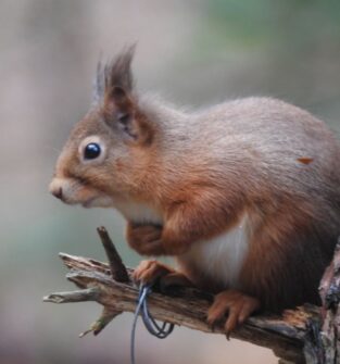A close-up photograph of a European Red Squirrel (Sciurus vulgaris), sitting on a broken branch next to a tree trunk. The squirrel is facing left, holding its paws to its chest, and has a tuft of fur on its ear. It has reddish-brown fur with a white underside. The background is a soft, out-of-focus blur of brown and grey.
