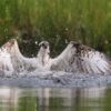 A close-up, action shot of an osprey with its wings spread splashing water while bathing in a pond or lake.