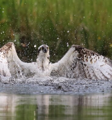 A close-up, action shot of an osprey with its wings spread splashing water while bathing in a pond or lake.