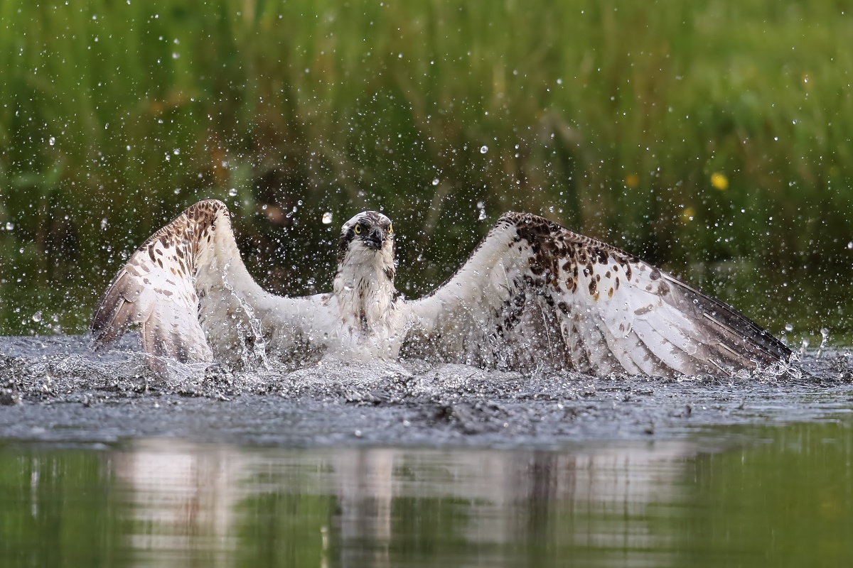 A close-up, action shot of an osprey with its wings spread splashing water while bathing in a pond or lake.