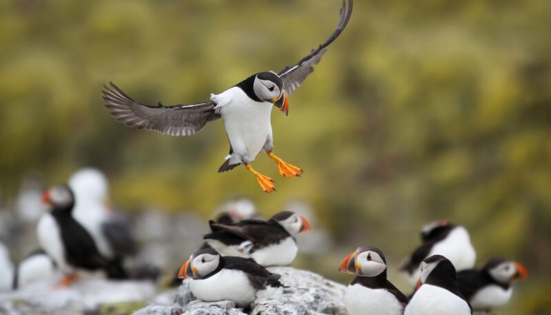 An Atlantic puffin is captured mid-flight, landing on a rocky outcrop surrounded by other puffins.