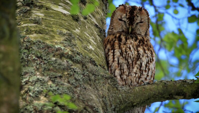 A Tawny Owl perched on a thick tree branch, blending into the textured bark, with its eyes closed.