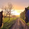 Two horses, seen from their perspective (ears and necks visible), stand on a dirt track looking toward a bright sunset or sunrise. The golden light illuminates the path, a grassy field with a wooden fence and bare trees on the left, and a tall hedge on the right. The horses are wearing rugs/blankets (brown/dark on the left, blue/purple on the right).