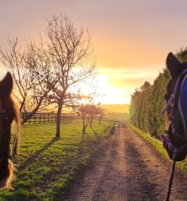 Two horses, seen from their perspective (ears and necks visible), stand on a dirt track looking toward a bright sunset or sunrise. The golden light illuminates the path, a grassy field with a wooden fence and bare trees on the left, and a tall hedge on the right. The horses are wearing rugs/blankets (brown/dark on the left, blue/purple on the right).