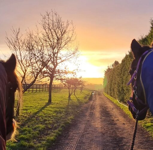 Two horses, seen from their perspective (ears and necks visible), stand on a dirt track looking toward a bright sunset or sunrise. The golden light illuminates the path, a grassy field with a wooden fence and bare trees on the left, and a tall hedge on the right. The horses are wearing rugs/blankets (brown/dark on the left, blue/purple on the right).