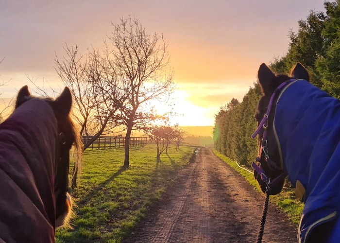Two horses, seen from their perspective (ears and necks visible), stand on a dirt track looking toward a bright sunset or sunrise. The golden light illuminates the path, a grassy field with a wooden fence and bare trees on the left, and a tall hedge on the right. The horses are wearing rugs/blankets (brown/dark on the left, blue/purple on the right).