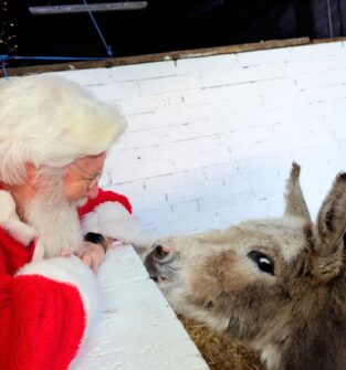 A side-view photo of a man dressed as Santa Claus interacting with a donkey. Santa is leaning forward, wearing his iconic red suit and cap, with white hair and beard. The donkey, with soft brown and gray fur, has its head raised and is looking directly at Santa. The background is a barn-like setting with white-painted brick walls and straw bedding.