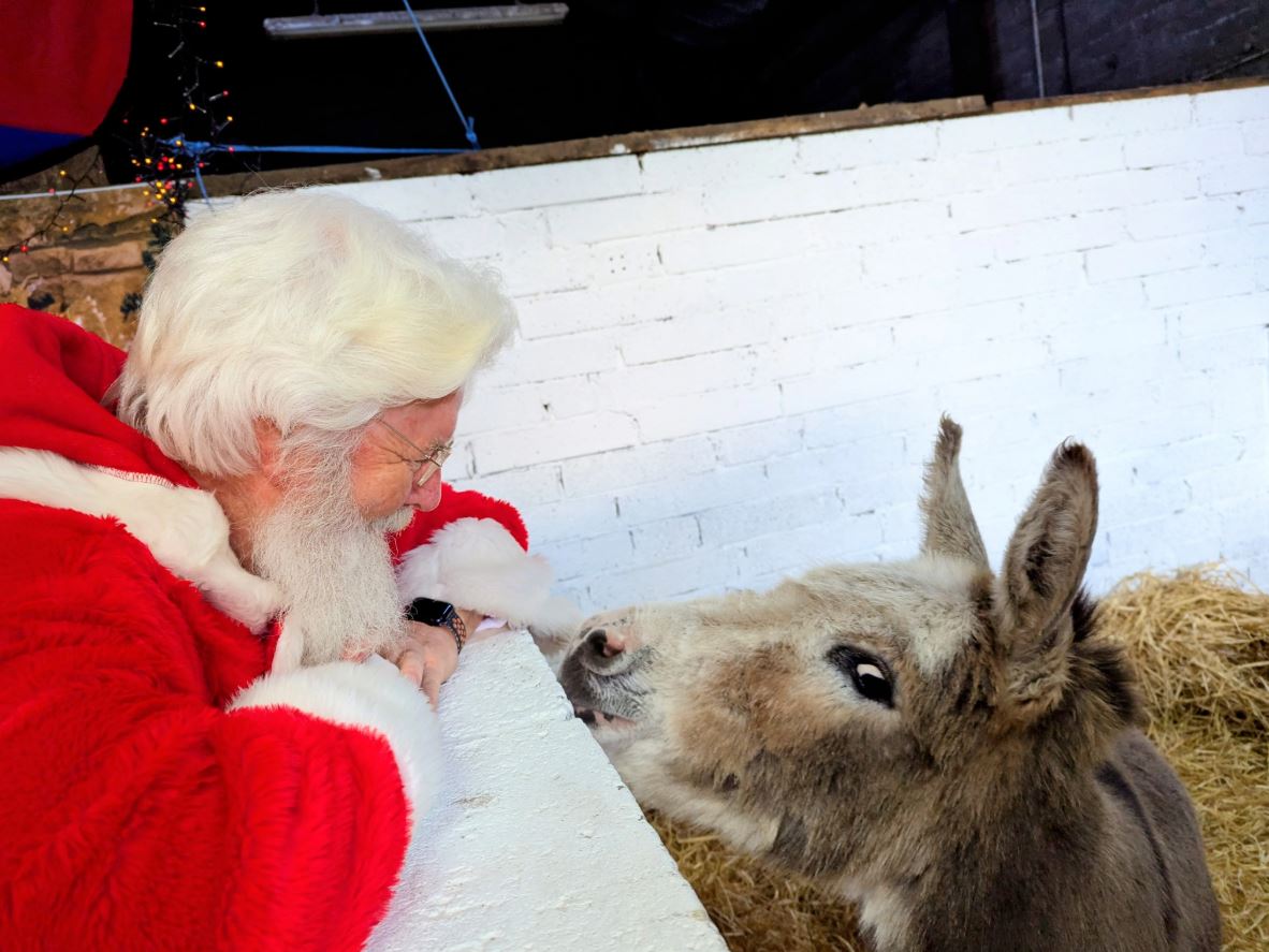 A side-view photo of a man dressed as Santa Claus interacting with a donkey. Santa is leaning forward, wearing his iconic red suit and cap, with white hair and beard. The donkey, with soft brown and gray fur, has its head raised and is looking directly at Santa. The background is a barn-like setting with white-painted brick walls and straw bedding.