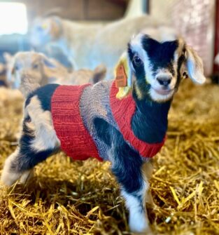 A cute, close-up photograph of a baby goat (kid) standing on a bed of straw inside a barn. The goat has black and white markings on its face and body and is wearing a custom knitted sweater with sections of red and grey. The goat looks directly at the camera and has an orange ear tag. Other goats are visible in the blurry background.