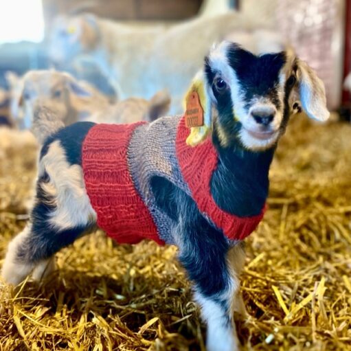 A cute, close-up photograph of a baby goat (kid) standing on a bed of straw inside a barn. The goat has black and white markings on its face and body and is wearing a custom knitted sweater with sections of red and grey. The goat looks directly at the camera and has an orange ear tag. Other goats are visible in the blurry background.