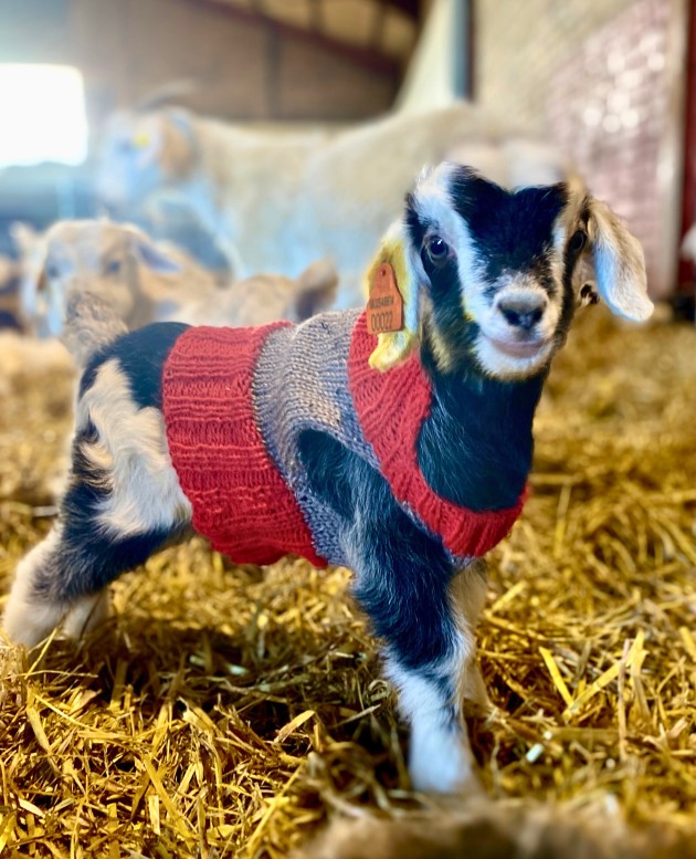 A cute, close-up photograph of a baby goat (kid) standing on a bed of straw inside a barn. The goat has black and white markings on its face and body and is wearing a custom knitted sweater with sections of red and grey. The goat looks directly at the camera and has an orange ear tag. Other goats are visible in the blurry background.