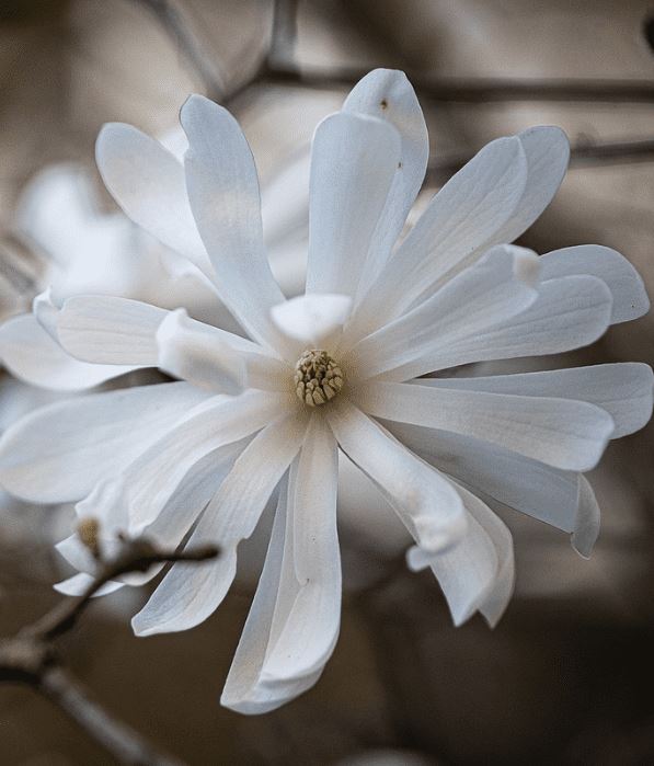 A detailed close-up of a white, star-shaped flower (likely a Star Magnolia) with many slender petals and a yellowish-brown center, set against a blurred, dark background.